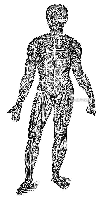 人体浅表肌肉前视图的医学插图- 19世纪